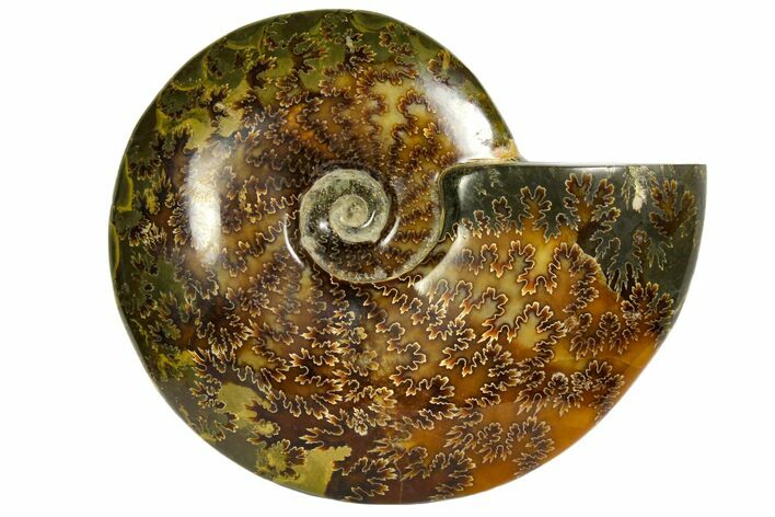 Polished, Agatized Ammonite (Cleoniceras) - Madagascar #145804